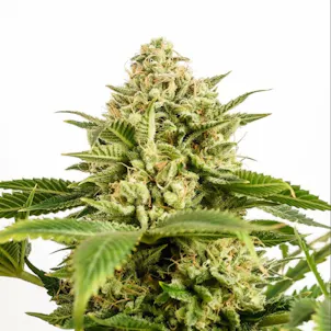 Photo of Monkey Grease