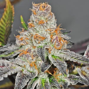 Product image for COOKIES - SINGLE SEED