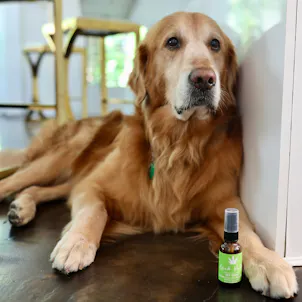 Photo of Lush Valley CBD Pet Spray