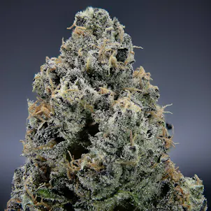 Photo of Narvona White | Tropical Runtz Prerolls