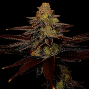 Photo of Blue Cheese