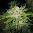 Product image for Tahoe OG Glue