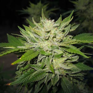 Photo of Tahoe OG Glue