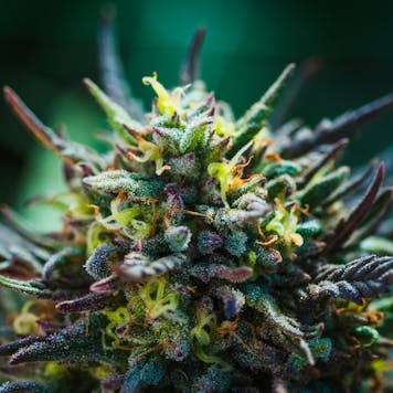 Photo of Purple Wreck (PKT)