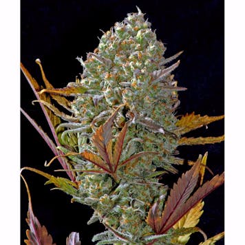 Photo of Pineapple Express