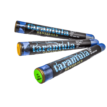 Photo of Blue Tarantula