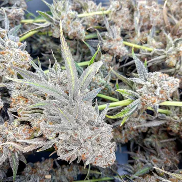 Photo of Lemon Stomper