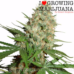 Photo of Trainwreck (fem) seeds