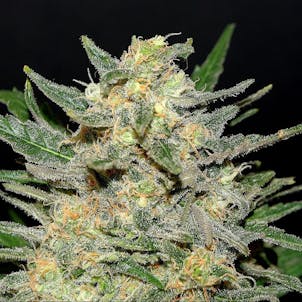 Photo of Thai Fantasy