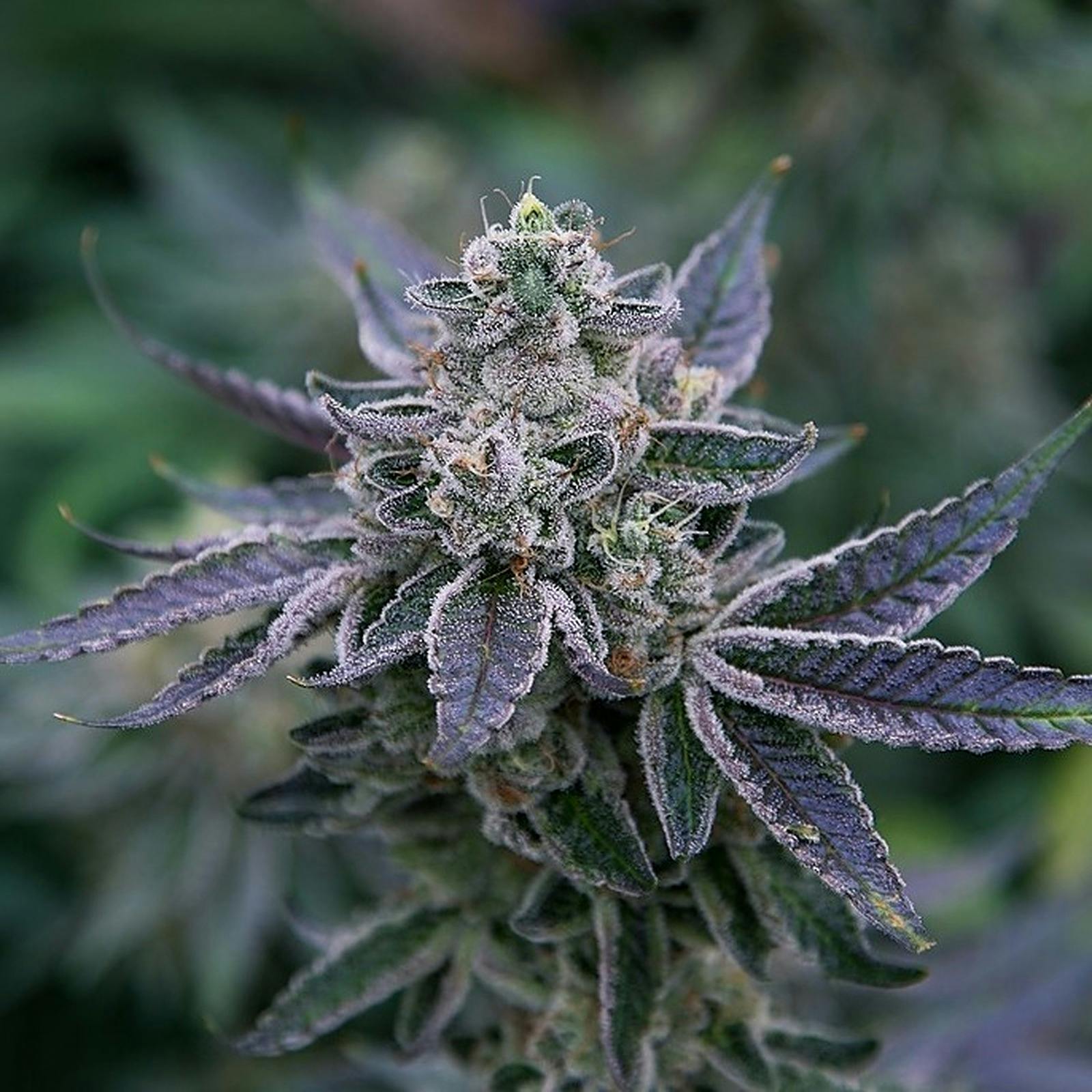 Dewey Cannabis Co. 7g Flower Tiny Trees Leafly