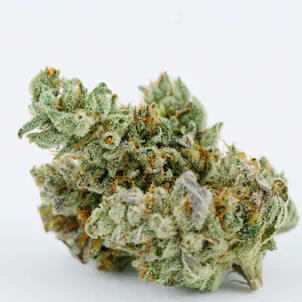 Photo of GG4 (f.k.a. Gorilla Glue #4) (bred by GG Strains, cut from Archive Portland)