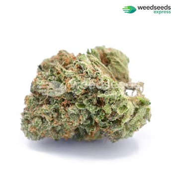 Photo of Grape Ape Feminized Seeds