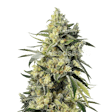 Product image for Sweet Tooth Feminized Seeds