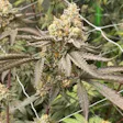 Product image for Master Kush Feminized
