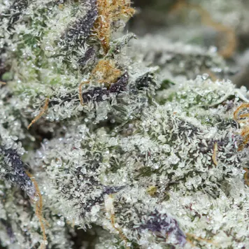 Photo of White Wedding, 3.5g