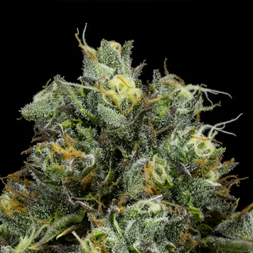 Photo of Lemoncello FloraCal Hybrid Premium Flower (3.5g)