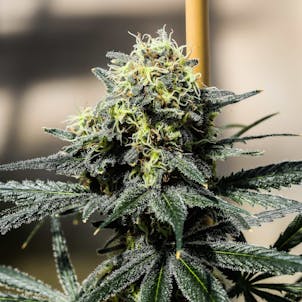 Photo of Derailed Seedless