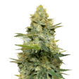 Product image for Gold Leaf Feminized Seeds