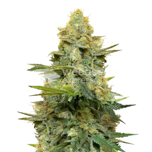 Photo of Gold Leaf Feminized Seeds