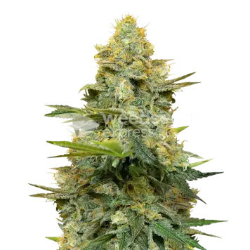 Photo of Gold Leaf Feminized Seeds