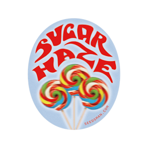 Photo of Sugar Haze Regular