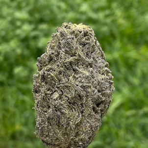 Photo of Space Candy D8 Flower