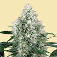 Product image for AUTO GODZILLA CAKE AUTOFLOWERING SEEDS