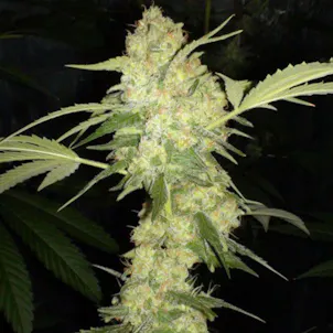 Photo of ALASKA THUNDER FUCK – 100 PACK