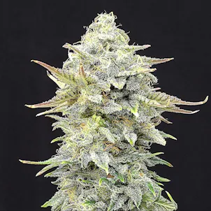 Photo of Pineapple Dream