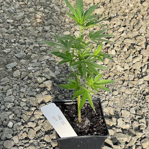 Photo of Fire OG Clone