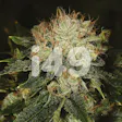 Product image for Autoflower Bruce Banner