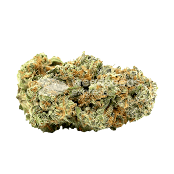 Photo of Lemon Tree Feminized Seeds