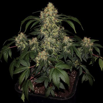 Photo of TOMMY CHONG'S™ - BLUE KUSH BERRY