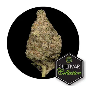 Photo of Cultivar Collection Flower 3.5G - MC1