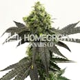 Blueberry Autoflower Weed Seeds
