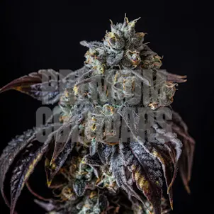 Photo of Berry White