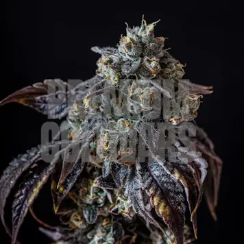 Photo of Berry White