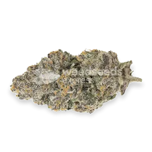 Photo of Biscotti Feminized Seeds