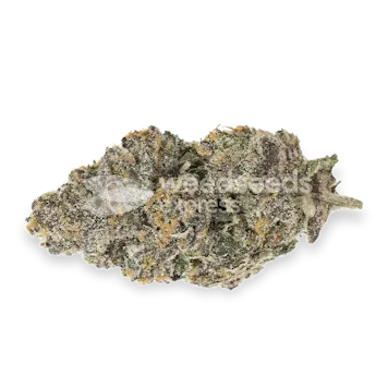 Photo of Biscotti Feminized Seeds