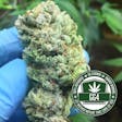 Product image for Original Glue (GG4) (fka Gorilla Glue #4)