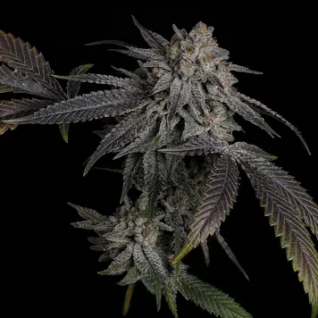 Photo of T-1000 (feminized)