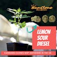 Product image for Lemon Sour Diesel Clone