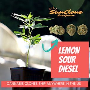Photo of Lemon Sour Diesel Clone