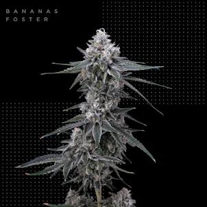 Photo of Bananas Foster