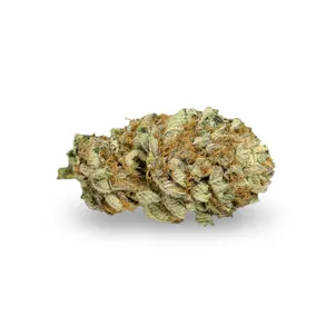 Photo of Master Kush Feminized