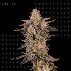 Product image for Julius