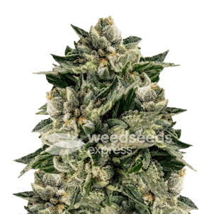 Photo of Skywalker OG Autoflower Seeds