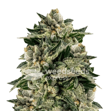 Photo of Skywalker OG Autoflower Seeds