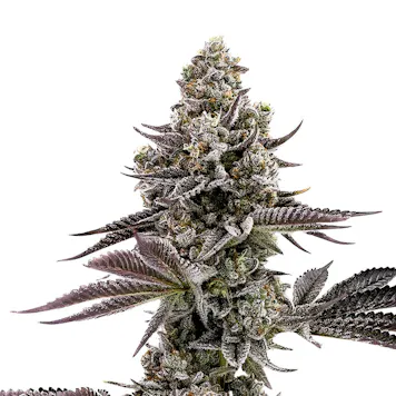 Photo of Blueberry Cupcake Feminized Seeds - 10 pack
