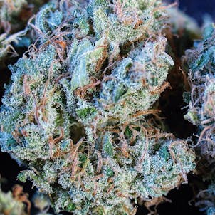 Photo of William’s Wonder